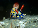 Anilao Nudibranch 378