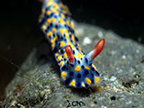 Anilao Nudibranch 381