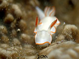 Anilao Nudibranch 383