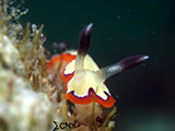 Anilao Nudibranch 384