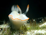 Anilao Nudibranch 387