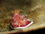 Anilao Nudibranch 389