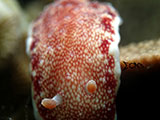 Anilao Nudibranch 392