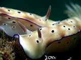 Anilao Nudibranch 394