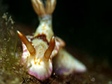 Anilao Nudibranch 398