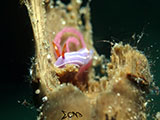 Anilao Nudibranch with Eggs 12