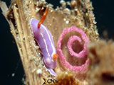 Anilao Nudibranch with Eggs 14