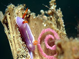 Anilao Nudibranch with Eggs 15