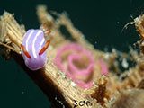 Anilao Nudibranch with Eggs 16