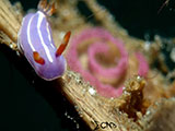 Anilao Nudibranch with Eggs 17