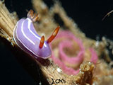 Anilao Nudibranch with Eggs 18