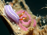 Anilao Nudibranch with Eggs 19