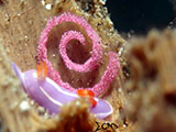 Anilao Nudibranch with Eggs 20