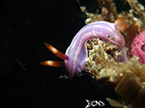 Anilao Nudibranch with Eggs 21