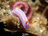 Anilao Nudibranch with Eggs 22