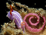 Anilao Nudibranch with Eggs 23