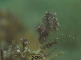 Anilao Hairy Shrimp 38