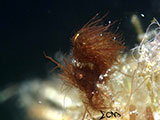 Anilao Hairy Shrimp 39