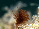 Anilao Hairy Shrimp 41