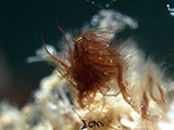 Anilao Hairy Shrimp 42