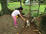 Angat Bulacan Numana Farm Chicken Feeding 2