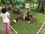 Angat Bulacan Numana Farm Chicken Feeding