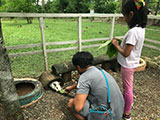 Angat Bulacan Numana Farm Rabbit Feeding