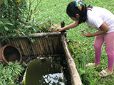 Angat Bulacan Numana Farm Turtle Feeding 1