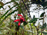 Mt Sicapoo Apayao Trail 17