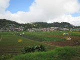 Strawberry Farm 1