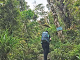 Barlig Mt Province Mt Amuyao Mossy Forest 2