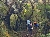 Barlig Mt Province Mt Amuyao Mossy Forest 4