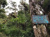 Barlig Mt Province Mt Amuyao Mossy Forest 6