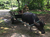 Cabuyao Laguna Sta Elena Fun Farm Carabao Cart Riding