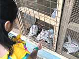 Cabuyao Laguna Sta Elena Fun Farm Rabbit Feeding