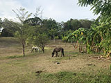 Calatagan Batangas Ybonita Farm 10