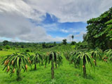 Hazels Dragonfruit Farm 5