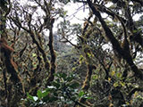 Mt Pulag Via Akiki Trail 28