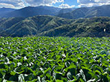 Mt Pulag Ambaguio Tawangan 4