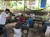 Cashew Crop Village Roxas Palawan 1