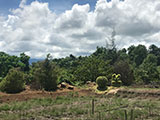 Narra Palawan Rice Field 1