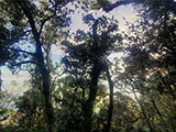 Ascending Mt Arayat North Peak 12