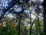 Ascending Mt Arayat North Peak 13