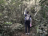 Ascending Mt Arayat North Peak 5