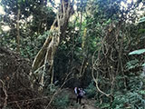 Descending Mt Arayat 4