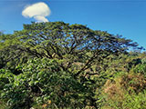 Descending Mt Arayat 7