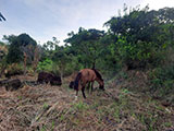 Ascent to Mt Balagbag 16