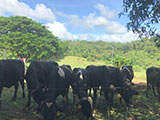 Tanay Rizal Moolk Farm 8