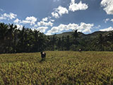 Descending Mt Batolusong