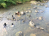 Pili Paninap Farm Sampaloc River 11